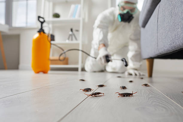 Post-Treatment Bed Bug Interceptor Monitoring in Mingo Junction